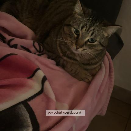 Foto 1/1 Kat teruggevonden Vermist in Vilvoorde