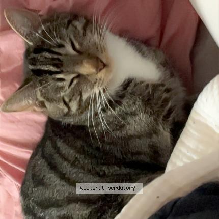 Photo 1/1 Akira Chat lost in Ixelles