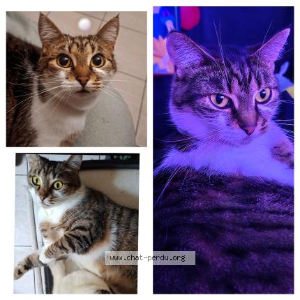 Photo 1/1 Stella Chat lost in Savigny sur orge