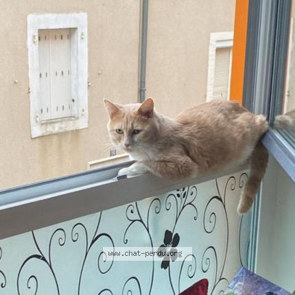 Photo 1/1 câlin Chat lost in Laval