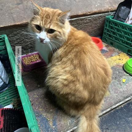 Photo 1/1 Found cat Found in La chaux de fonds