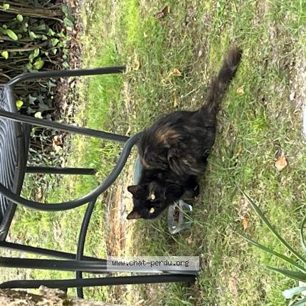 Photo 1/1 Found cat Found in Chadenac