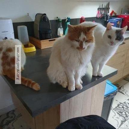 Photo 1/1 LouTi Chat lost in Espalion