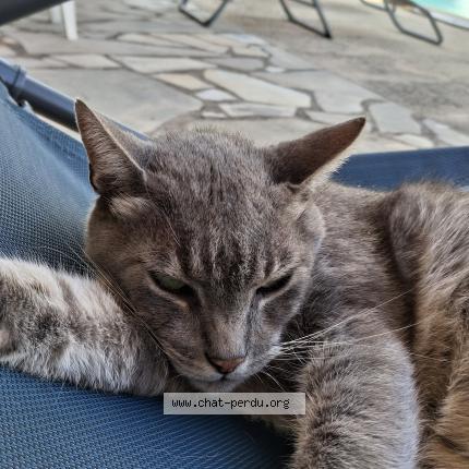 Photo 1/1 Raphael BOYER Chat lost in Roquebrune sur argens