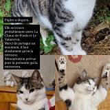 Piq&ucirc;re