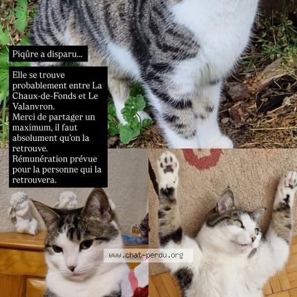 Photo 1/1 Piqûre Chat lost in La chaux de fonds