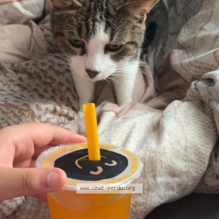 Photo 1/1 Djoule Chat lost in Pully