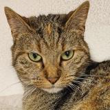 Picture of cat lost at Cheseaux Sur Lausanne