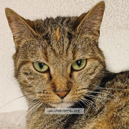 Photo 1/1 Nina Chat lost in Cheseaux sur lausanne