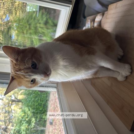 Photo 1/1 Simba Chat lost in Blanquefort