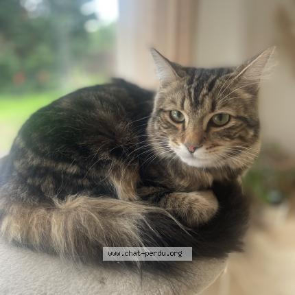 Photo 1/1 Mitsou Chat lost in Emmerin