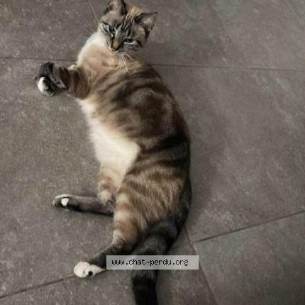 Photo 1/1 Chipie Chat lost in Bas warneton