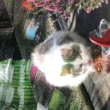 Picture of cat found at Flers