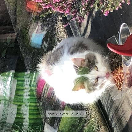 Photo 1/1 Found cat Found in Flers