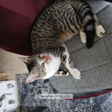 Photo 1/1 Winnie Chat lost in Beaumont sur oise