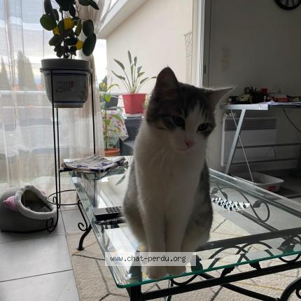 Photo 1/1 Grisette Chat lost in Perpignan