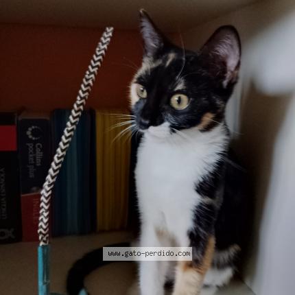 Photo 1/1 Chispa Chat lost in Raices nuevo castrillon