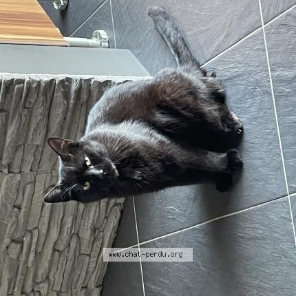 Photo 1/1 Nougat Chat lost in Le bourdet