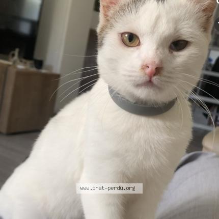 Photo 1/1 Olivier Chat lost in Arras