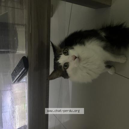 Photo 1/1 Titou Chat lost in Boutigny sur essonne