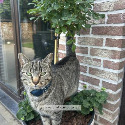 Foto 1/1 Kat teruggevonden Vermist in Lincent