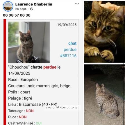 Photo 1/1 Chouchou Chat lost in Biscarrosse