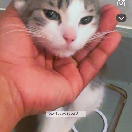 Photo 1/1 sphinx Chat lost in Astoria