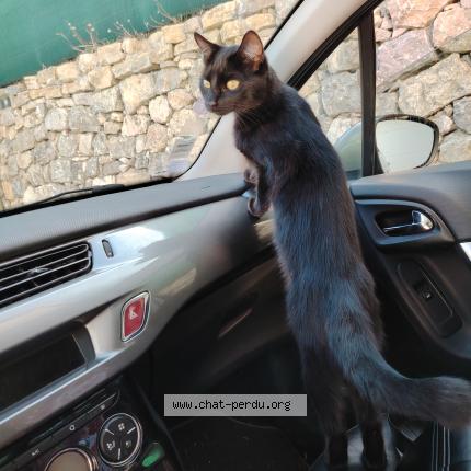 Photo 1/1 Spider Chat lost in Vallauris