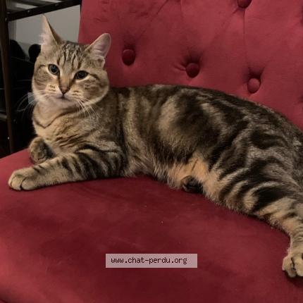 Photo 1/1 willy Chat lost in Virecourt