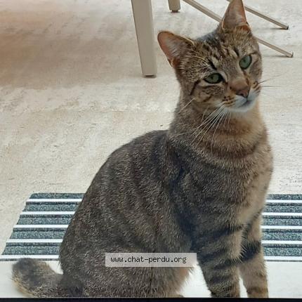 Photo 1/1 Feulou Chat lost in Boisseuil