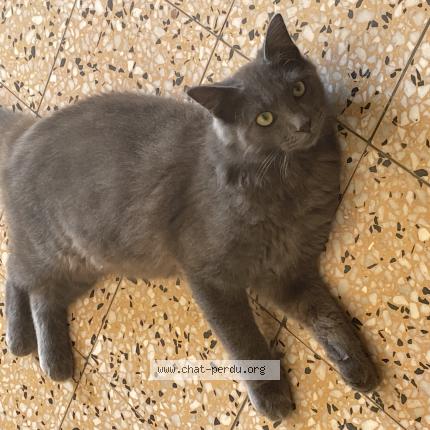 Photo 1/2 Atchoum Chat lost in Villepot