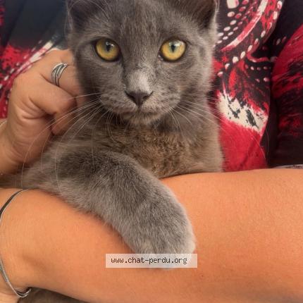 Photo 2/2 Atchoum Chat lost in Villepot