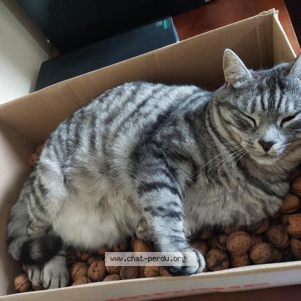 Photo 1/1 Moustique Chat lost in Waterloo