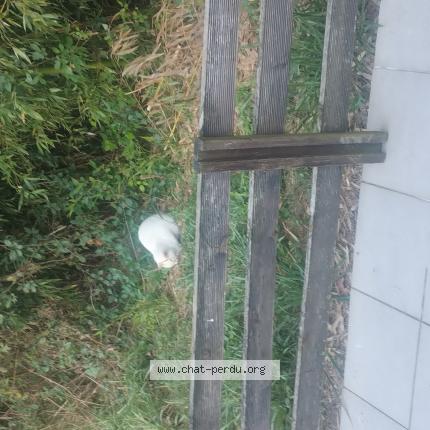 Photo 1/1 Found cat Found in Mont de marsan