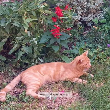 Photo 1/1 Arthur Chat lost in Champigny sur marne