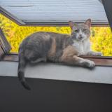 Picture of cat lost at Le Houlme