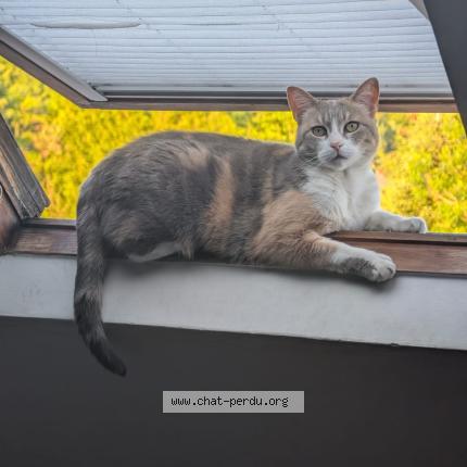 Photo 1/1 Diva Chat lost in Le houlme