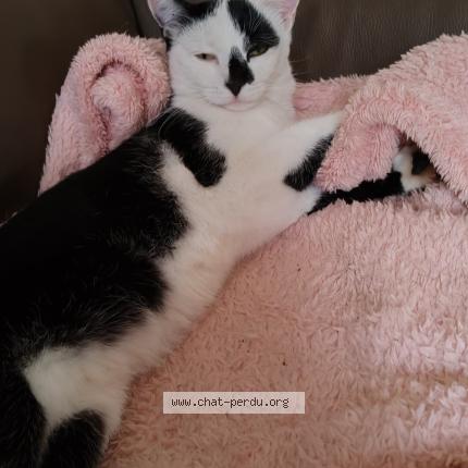 Photo 1/1 CHARLY Chat lost in Herstal