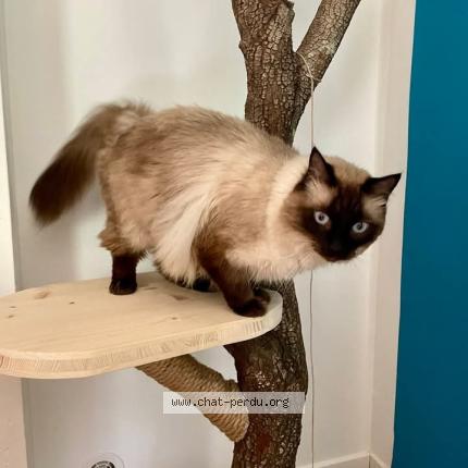 Photo 1/1 Mamour Chat lost in Aigues mortes