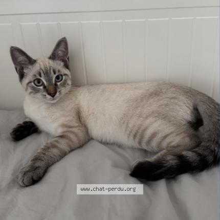 Photo 1/1 Ace Chat lost in Nantes