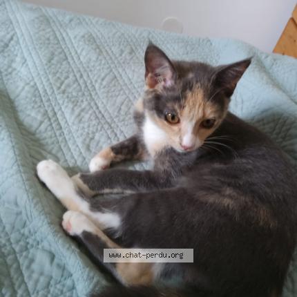 Photo 1/1 MIA Chat lost in Bordeaux