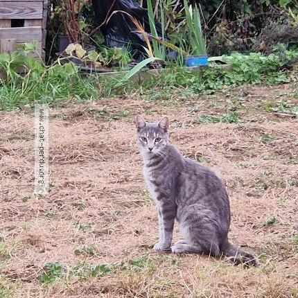 Photo 1/1 Found cat Found in Villejuif