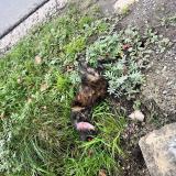 Picture of cat found at Polleur Verviers