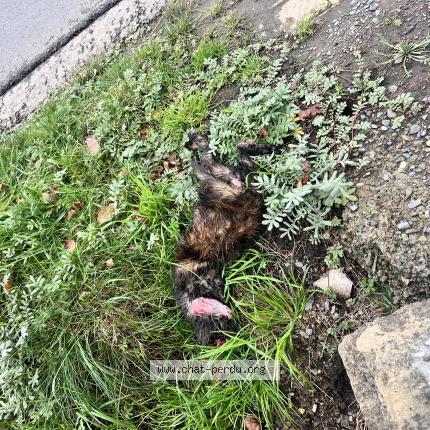 Photo 1/1 Found cat Found in Polleur verviers