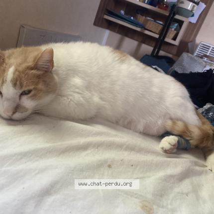 Photo 1/1 Ludwig Chat lost in Les mathes