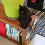 Picture of cat lost at 29200 Brest