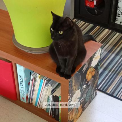 Photo 1/1 NINO Chat lost in 29200 brest