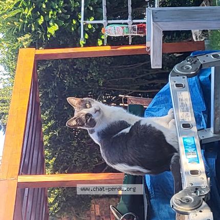 Photo 1/1 Ultime Chat lost in Roissy en brie