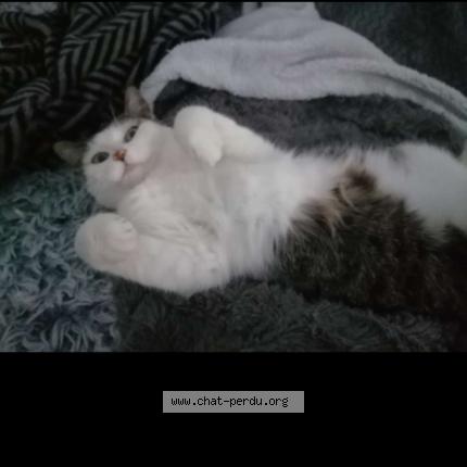 Photo 1/1 Nala Chat lost in Naujac sur mer