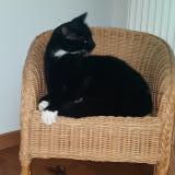 Picture of cat lost at St Martin Lez Tatinghem